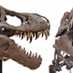 Illustration for article titled This $2.39 Million Half-Complete T-Rex Doesn't Cost Money, It Makes Money
